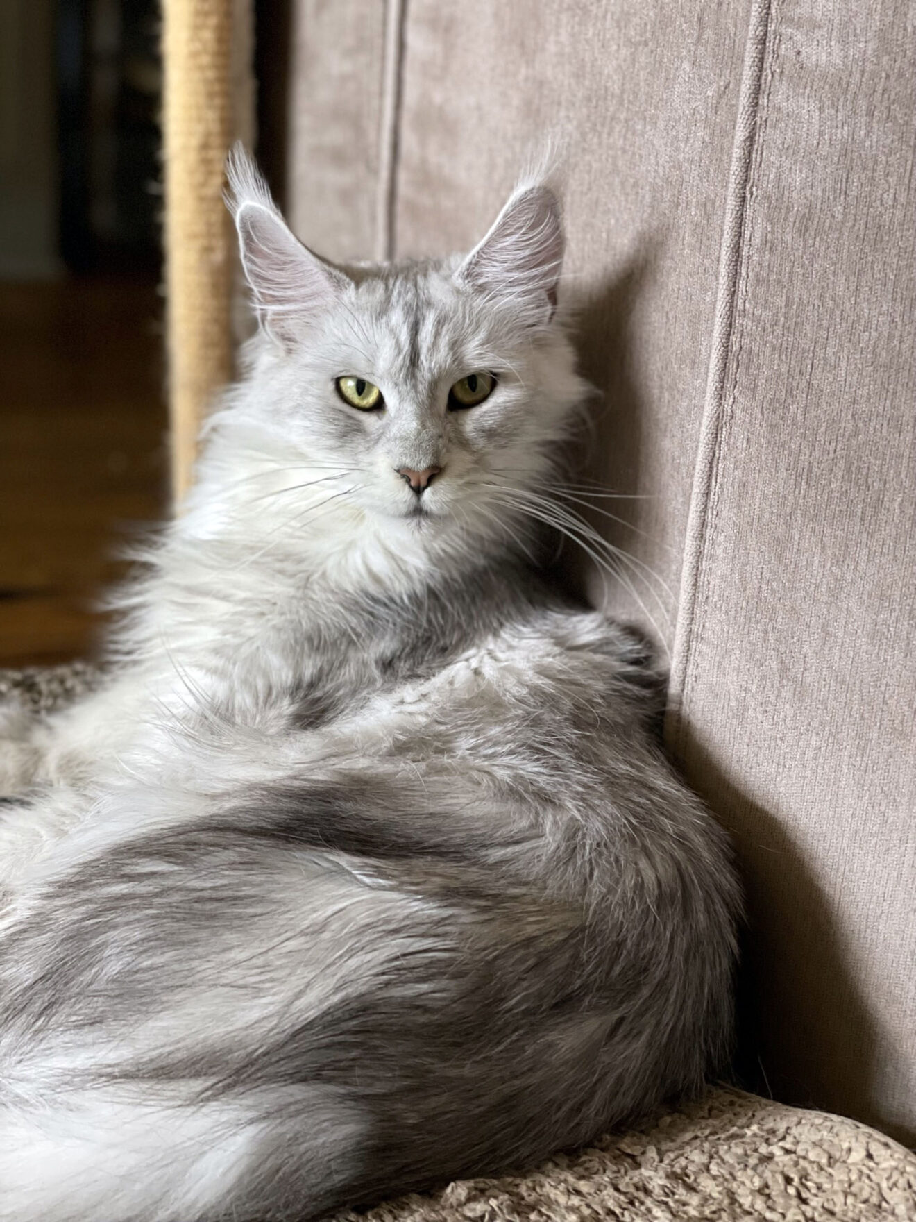 Artemis – Happy Heart Maine Coon Cattery