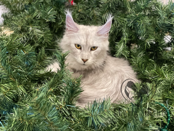 Artemis – Happy Heart Maine Coon Cattery