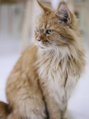 Attentive purebred cat with blue eyes and brown coat sitting on floor while looking away on blurred background