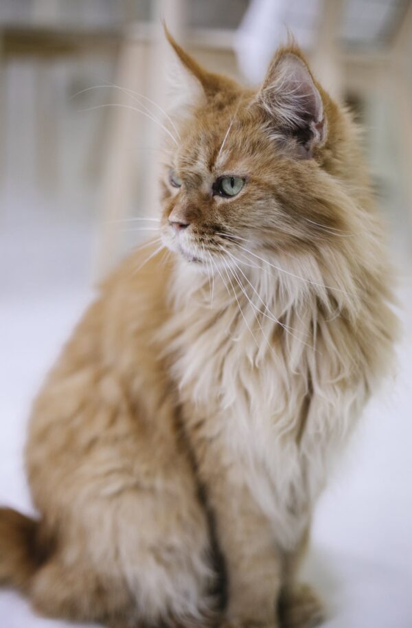 Attentive purebred cat with blue eyes and brown coat sitting on floor while looking away on blurred background