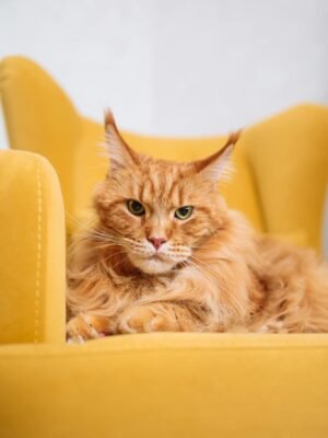 Close-Up Shot of a Maine Coon Lying Down