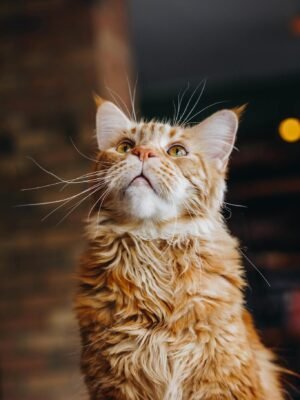 Cute curious cat in room