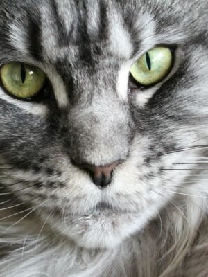 Grey and White Coon Cat