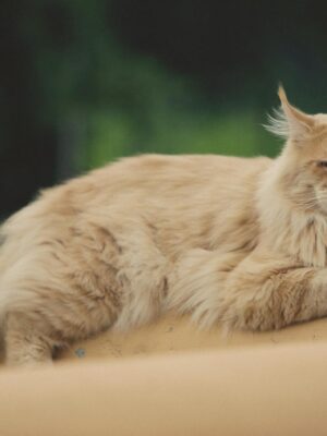 Shallow Focus Photography Of Cat