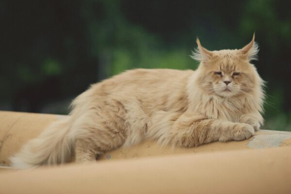 Shallow Focus Photography Of Cat