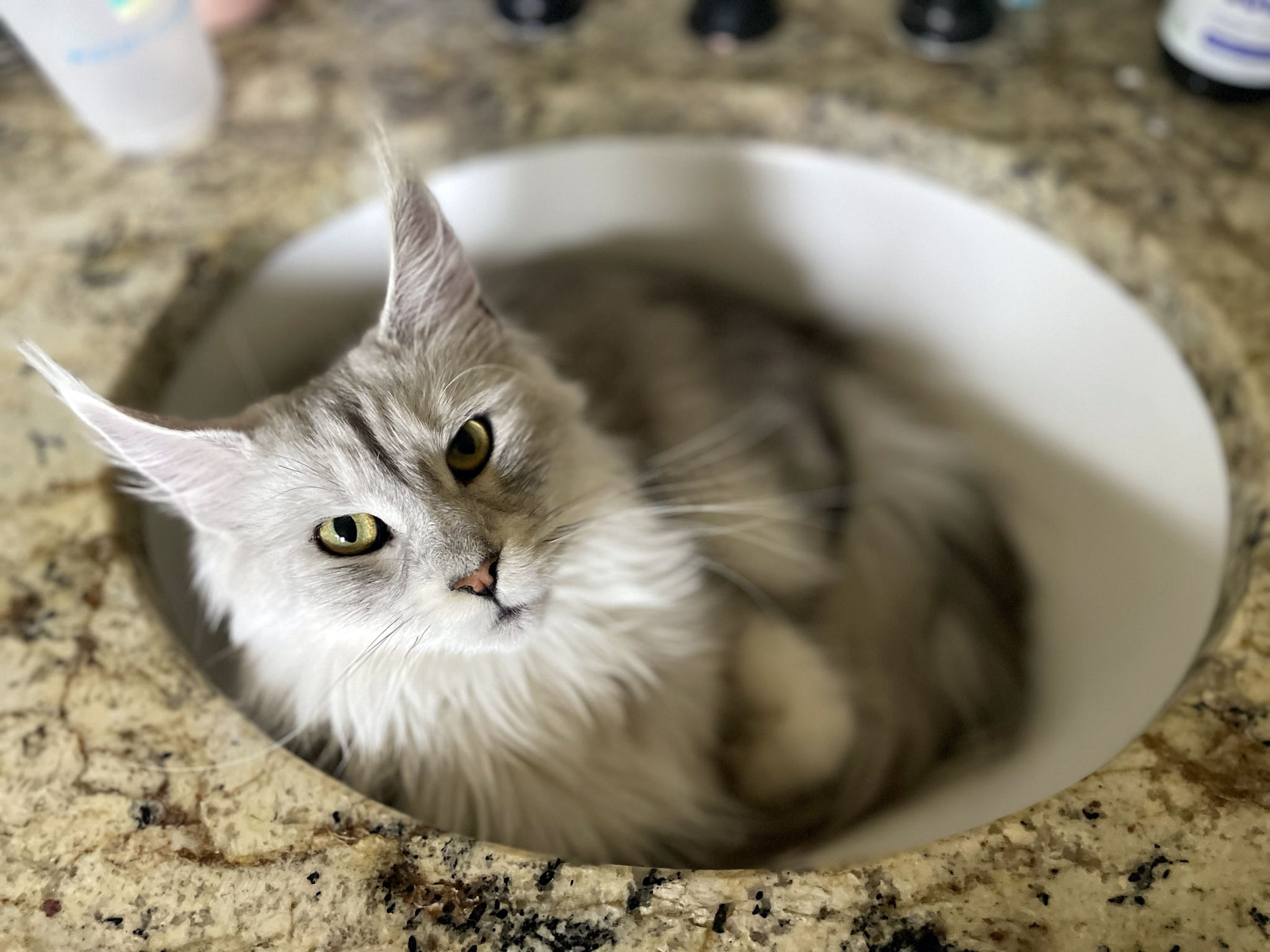 Artemis – Happy Heart Maine Coon Cattery