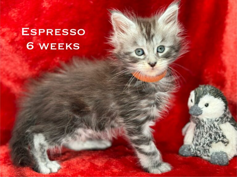 Espresso